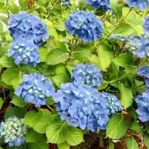 Гортензия (Hydrangea)