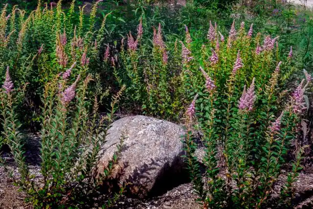 Спирея войлочная (Spiraea tomentosa) 