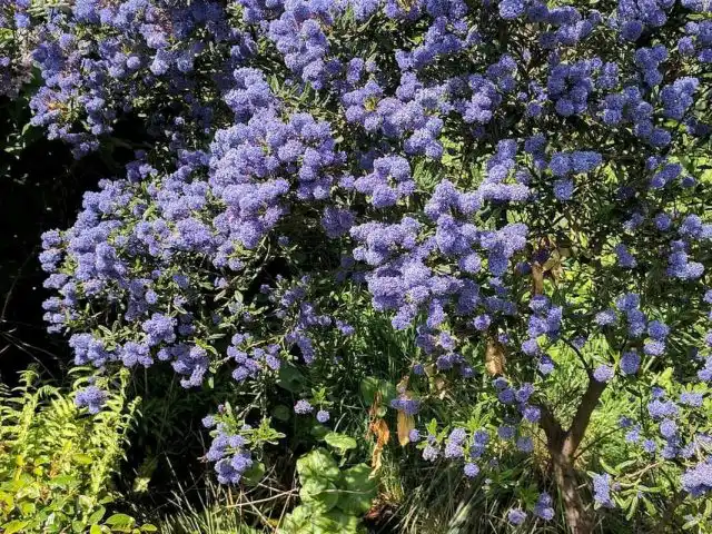 Цеанотус, или краснокоренник американский (Ceanothus americanus)