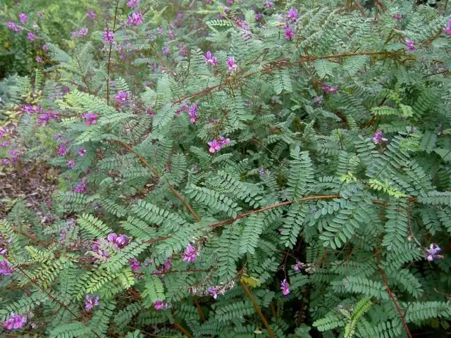Индигофера (Indigofera heterantha)