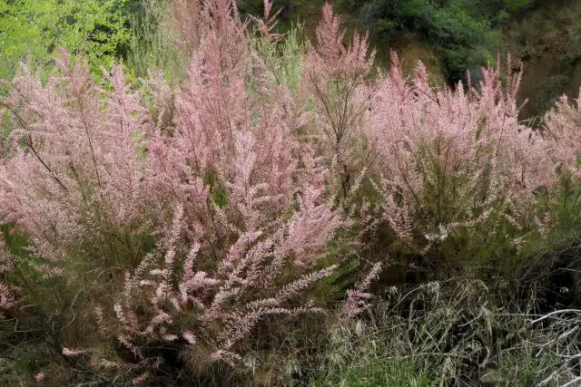 Тамарикс ветвистый (Tamarix ramosissima)
