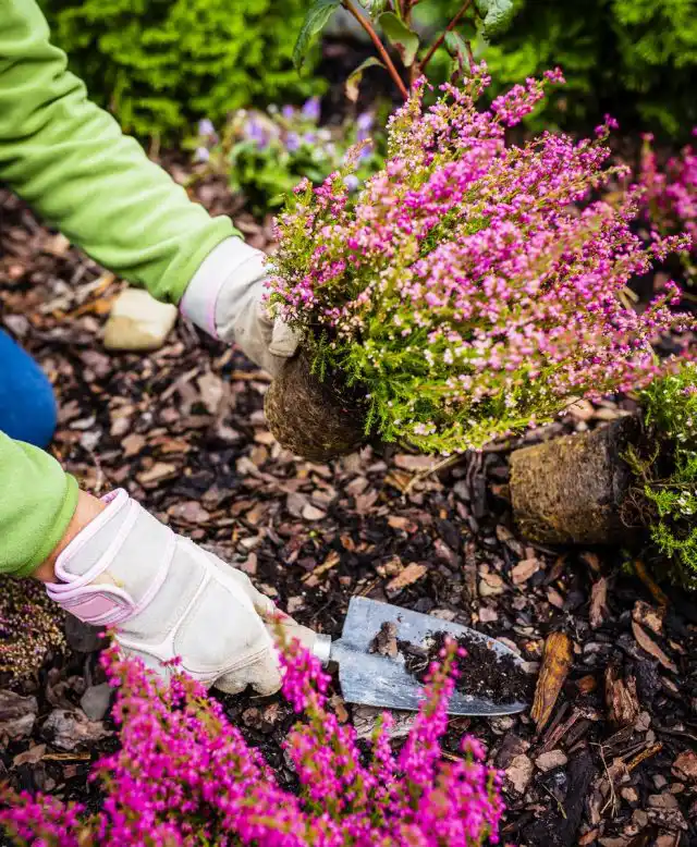Основное требование для выращивания вереска обыкновенного — кислые почвы