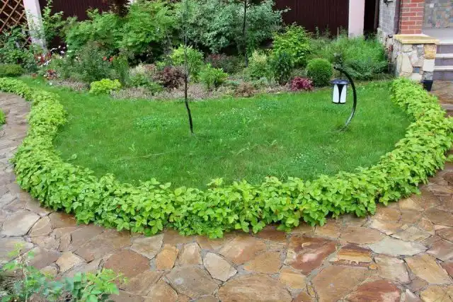 Земляничный бордюр