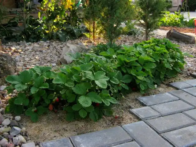 Декоративное выращивание земляники не подарит много ягод, но в этом случае ягоды - не главное