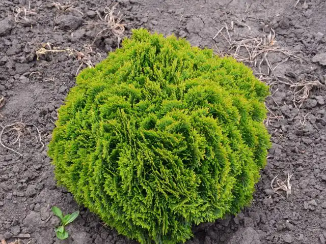 Туя западная (Thuja occidentalis), сорт «Глобоза Нана» (Globosa nana)