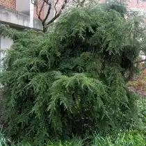 Тсуга канадская (Tsuga Canadensis), сорт «Пендула» (Pendula)