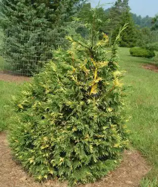 Кипарисовик нутканский (Chamaecyparis nootkatensis), сорт «Вариегата» (Variegata)