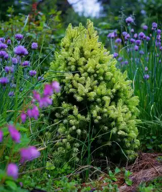 Ель канадская (Picea glauca), сорт «Дейзиес вайт» (Daisy’s White')