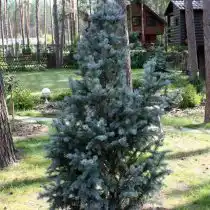 Ель колючая (Picea pungens), сорт «Айзели фастигиата» (Iseli Fastigiate)