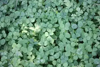 Травостой — сам клевер, после того как поднялся