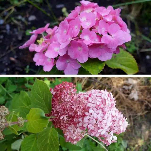 Вверху показана гортензия крупноцветковая (Hydrangea macrophylla), внизу — гортензия древовидная (Hydrangea arborescens)