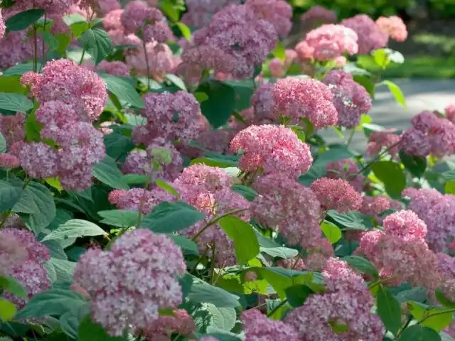 Гортензия древовидная «Пинк Пенкушен» (Pink Pincushion)