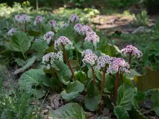 Бадан толстолистный (Bergenia crassifolia)