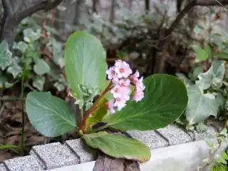 Бадан Стречи (Bergenia stracheyi)