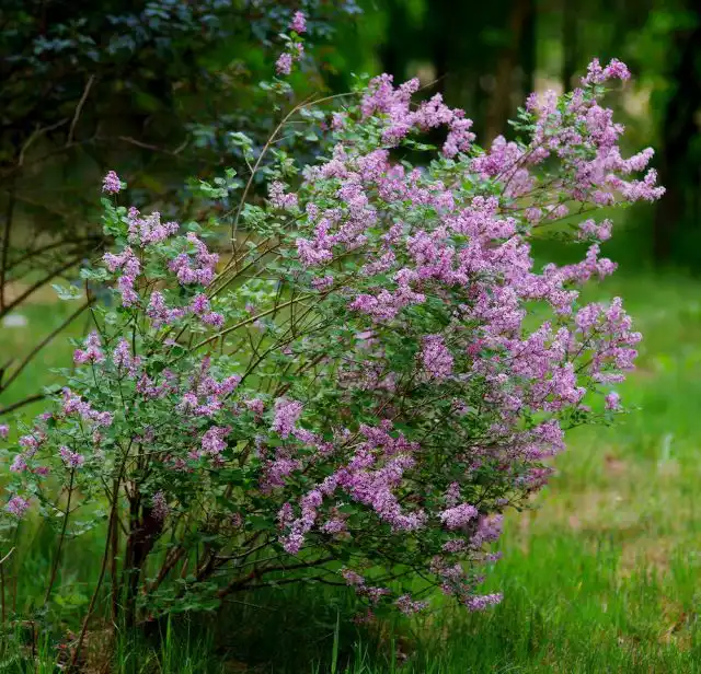 Сирень Мейера (Syringa meyeri), сорт «Палибин» (Palibin)
