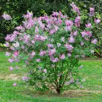 Сирень Мейера (Syringa meyeri), сорт «Джози» (Josee)