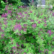 Сирень Мейера (Syringa meyeri), сорт «Ред Пикси» (Red Pixie)