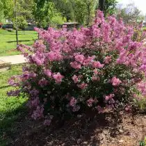 Сирень Мейера (Syringa meyeri), сорт «Блюмеранг Пёпл» (Bloomerang Purple)