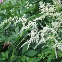Астильба Тунберга (Astilbe thunbergii) 
