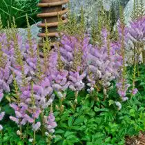 Астильба китайская «Пумила» (Astilbe chinensis var. pumila)