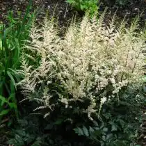 Астильба простолистная (Astilbe simplicifolia)