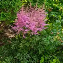 Астильба «Аметист» (Astilbe ‘Ametist’)