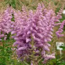 Астильба «Гиацинт» (Astilbe ‘Hyazinth’)