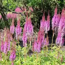 Астильба «Пурпурланзе» (Astilbe ‘Purpurlanze’)
