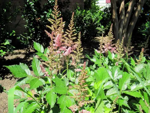 Чем светлее место, тем больше нужно поливать астильбу