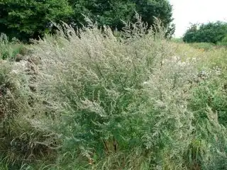 Полынь обыкновенная (Artemisia vulgaris)