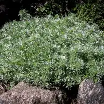 Полынь Шмидта (Artemisia schmidtiana)