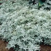 Полынь Стеллера (Artemisia stelleriana)