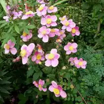 Анемона войлочная (Anemone tomentosa)