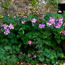 Анемона винограднолистная (Anemone vitifolia)