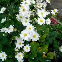 Анемона японская (Anemone japonica)