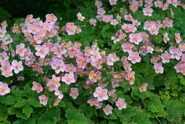 Анемона хубэйская (Anemone hupehensis)