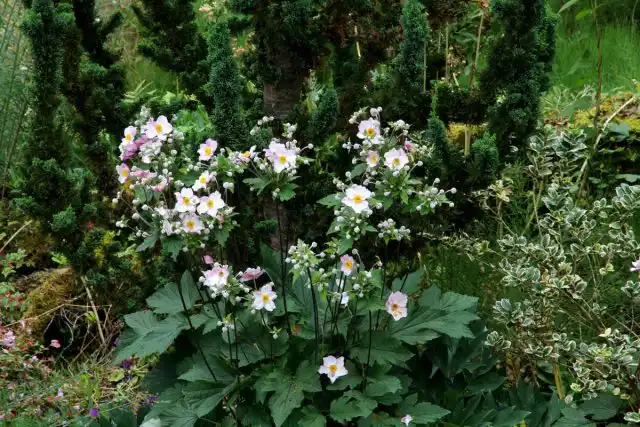 Анемоны в саду