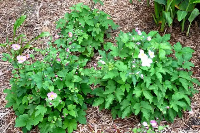 Применение мульчи защищает анемоны от перегревания, зноя, засухи и нестабильных температур