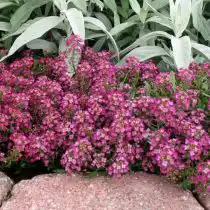 Алиссум морской, или бурачок (Alyssum), сорт «Пасхальная шляпа» (Easter Bonnet)