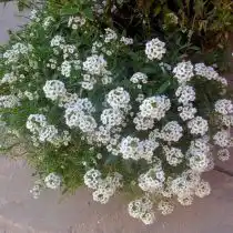Алиссум морской, или бурачок (Alyssum), сорт «Снежинка»