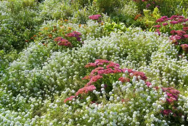Алиссум отлично смотрится в садах природного стиля