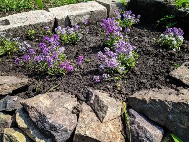 Алиссумы не стоит сажать слишком плотно