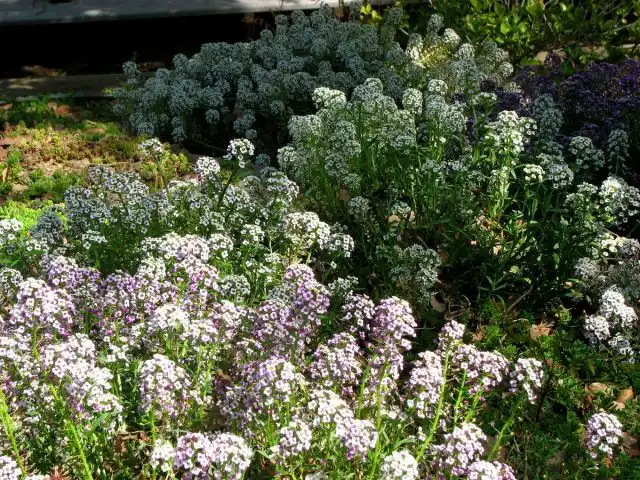Алиссум способен пышно цвести даже в полутени