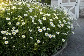 Нивяники эффектны и группами