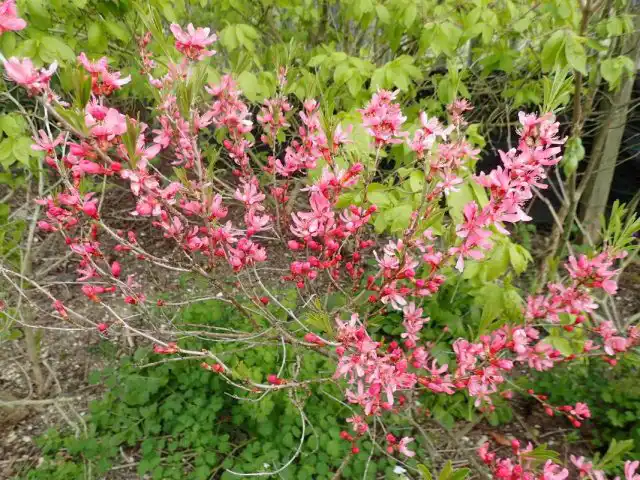 Миндаль степной, или низкий (Prunus tenella)