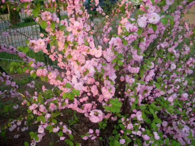 Миндаль трехлопастный (Prunus triloba)