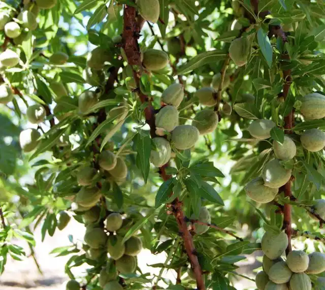 Миндаль «Бумажный»