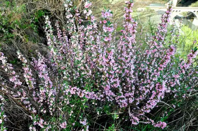 Миндаль грузинский (Amygdalus georgica)