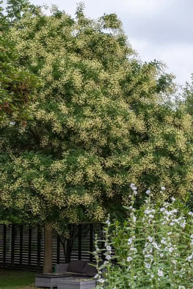Софора японская (Sophora japonica)