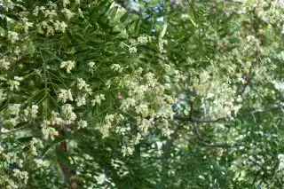 Цветки софоры считаются антибактериальным, антихолестеринемическим, противовоспалительным, спазмолитическими, гемостатическим средством